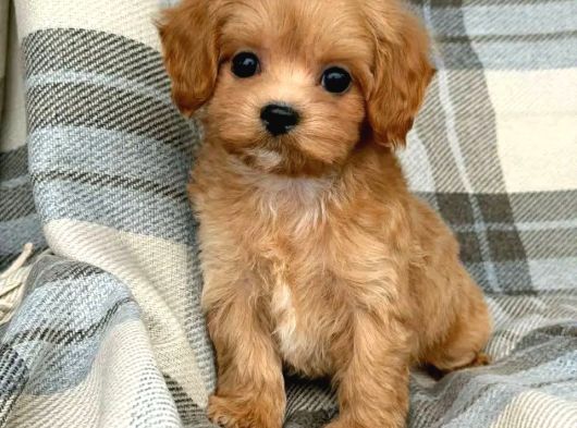 Malti̇poo Ci̇nsi̇ Yavrular Ev Üreti̇mi̇
