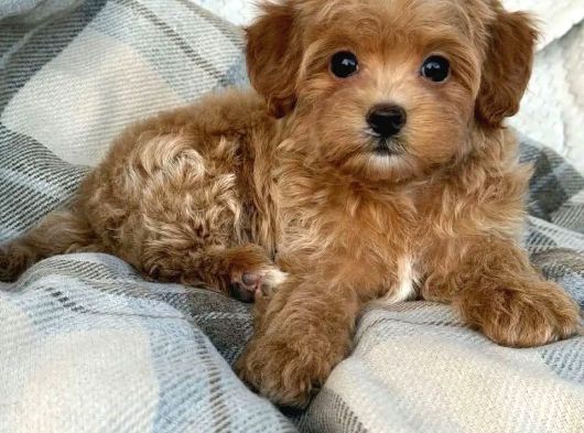 Malti̇poo Ci̇nsi̇ Yavrular Ev Üreti̇mi̇ görsel