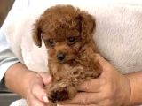 Toy Poodle Sevi̇mli̇ Yavrular Ev Üreti̇mi̇