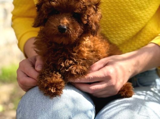 Toy Poodle Sevi̇mli̇ Yavrular Ev Üreti̇mi̇ görsel