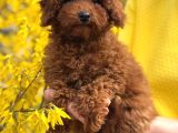 Toy Poodle Sevi̇mli̇ Yavrular Ev Üreti̇mi̇