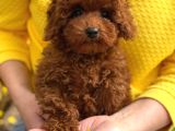 TOY POODLE SEVİMLİ YAVRULAR EV ÜRETİMİ