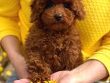 Toy Poodle Sevi̇mli̇ Yavrular Ev Üreti̇mi̇