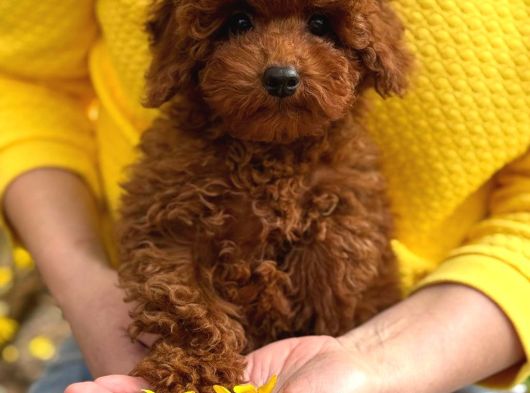 Toy Poodle Sevi̇mli̇ Yavrular Ev Üreti̇mi̇ görsel