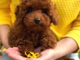 Toy Poodle Sevi̇mli̇ Yavrular Ev Üreti̇mi̇