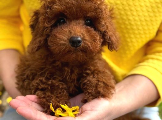 Toy Poodle Sevi̇mli̇ Yavrular Ev Üreti̇mi̇ görsel