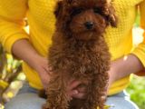 Toy Poodle Sevi̇mli̇ Yavrular Ev Üreti̇mi̇