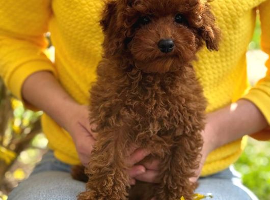 Toy Poodle Sevi̇mli̇ Yavrular Ev Üreti̇mi̇ görsel
