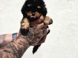 Toy Poodle Bebekler Güvenilir Üretimden