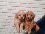 Sevimli Poodle Yavrularımız