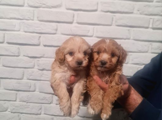 Sevimli Poodle Yavrularımız görsel