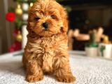 Maltipoo Bebeklerim Hazır