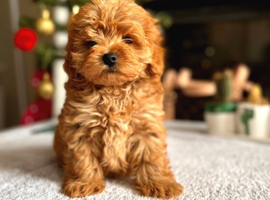 Maltipoo Bebeklerim Hazır görsel