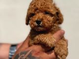 Irk Garantili Maltipoo Yavrular