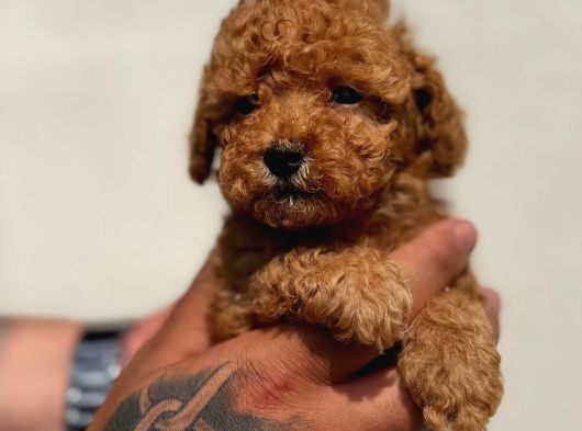 Irk Garantili Maltipoo Yavrular
