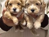 Elma şeker Maltipoo