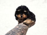 Toy Poodle Bebekler Güvenilir Üretimden