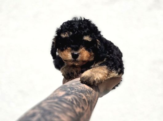 Toy Poodle Bebekler Güvenilir Üretimden görsel