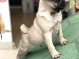 Safkan pug yavrularımız yeni sahibi arıyor