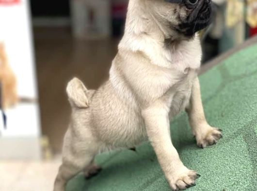 Safkan Pug Yavrularımız Yeni Sahibi Arıyor