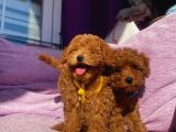 Orjinal Toy Poodle Yavrularımızz