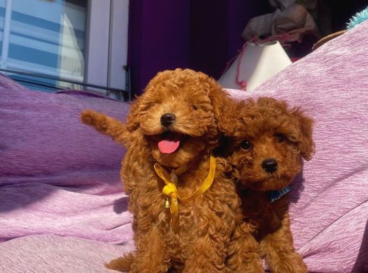 Orjinal Toy Poodle Yavrularımızz