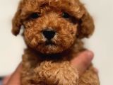 Irk Garantili Maltipoo Yavrular