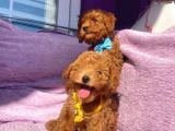 Orjinal Toy Poodle Yavrularımızz