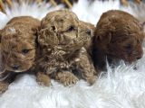 Poodle yavrularımız yeni sahiplerini arıyor