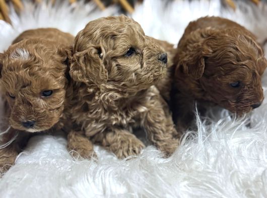 Poodle Yavrularımız Yeni Sahiplerini Arıyor