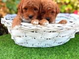 Maltipoo Bebeklerimiz Hazırlar
