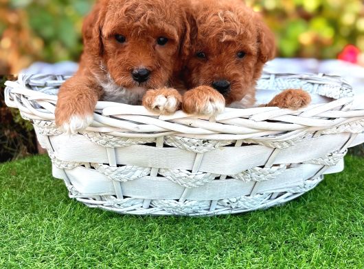 Maltipoo Bebeklerimiz Hazırlar görsel