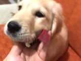 Golden Retriever Yavru