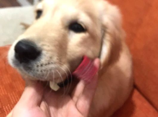 Golden Retriever Yavru görsel