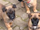 Belçika Kurdu Safkan Malinois