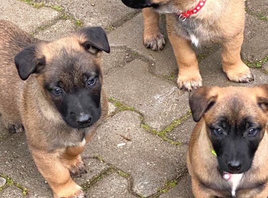 Belçika Kurdu Safkan Malinois görsel