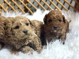 Poodle Yavrularımız Yeni Sahiplerini Arıyor