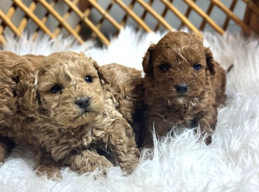 Poodle Yavrularımız Yeni Sahiplerini Arıyor görsel