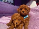 Orjinal Toy Poodle Yavrularımızz