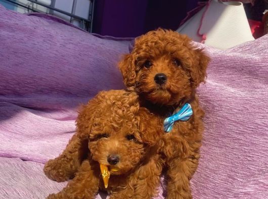 Orjinal Toy Poodle Yavrularımızz görsel