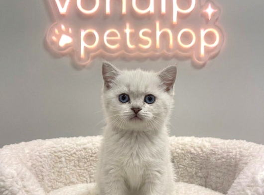 Vonalp Pet Garantisiyle Efsane Güzelli̇kte Yavrular görsel