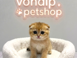 VONALP PET GARANTISIYLE EFSANE GÜZELLİKTE YAVRULAR