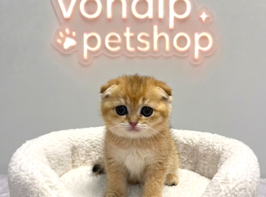 Vonalp Pet Garantisiyle Efsane Güzelli̇kte Yavrular