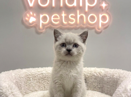 Vonalp Pet Garantisiyle Efsane Güzelli̇kte Yavrular görsel