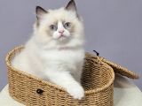 Full Şecereli̇ Safkan Seal Ve Blue Bicolor Ragdoll Yavrular