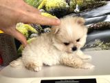 Çok Tatlı Mini Boy Pomeranian Boo