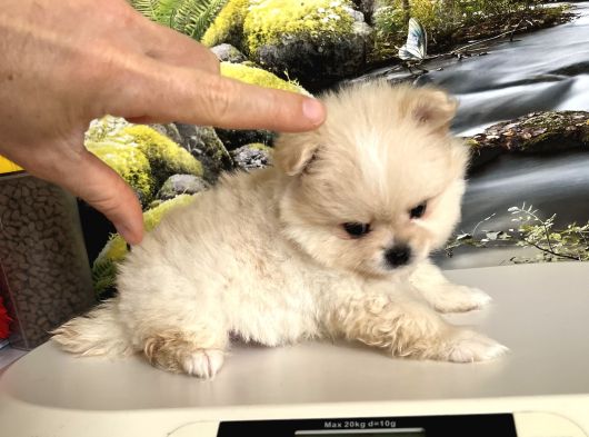 Çok Tatlı Mini Boy Pomeranian Boo görsel