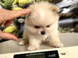 Çok Tatlı Mini Boy Pomeranian Boo