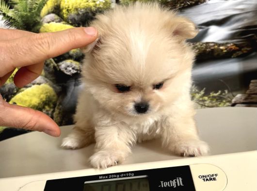 Çok Tatlı Mini Boy Pomeranian Boo