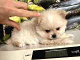 Çok Tatlı Mini Boy Pomeranian Boo